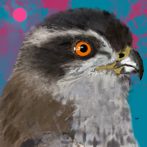 Northern Goshawk — digital artwork by Tom Myer